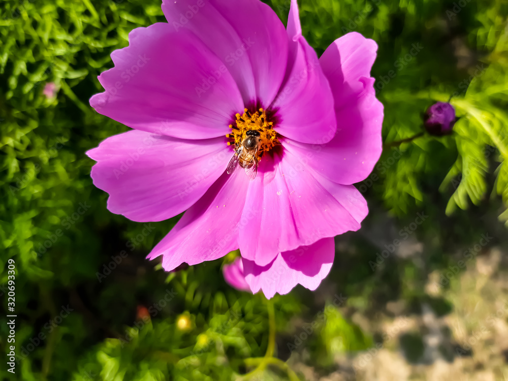 Pink color flower with bees and green background. Pink color flower with bees and green background.