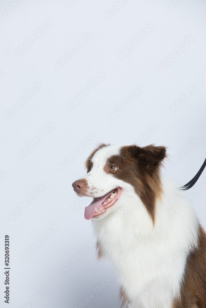 Against the gray and white background, the border collie makes a variety of naughty and lovely, happy and sad expressions. It is people's favorite pet, dog portrait combination series Against the gray and white background, the border collie makes a variety of naughty and lovely, happy and sad expressions. It is people's favorite pet, dog portrait combination series