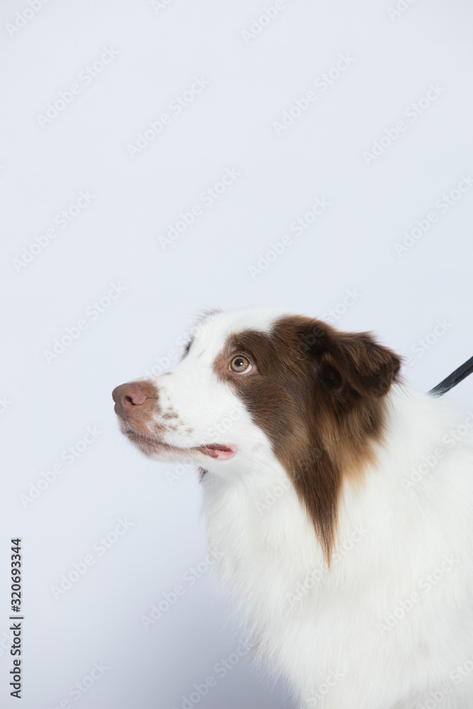 Against the gray and white background, the border collie makes a variety of naughty and lovely, happy and sad expressions. It is people's favorite pet, dog portrait combination series