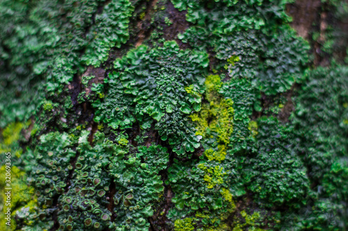 Moss and micro mushrooms on a tree bark. Unusual natural background. © Вероника Одинокова