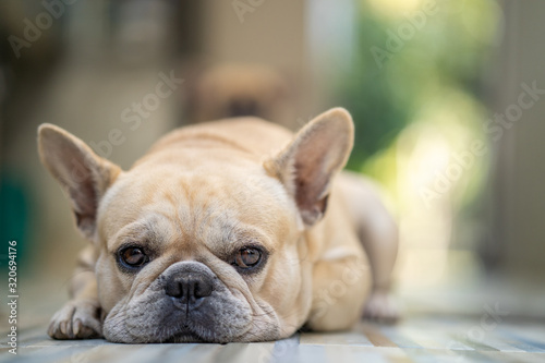 Cute french bulldog lying at tile floor indoor. © tienuskin