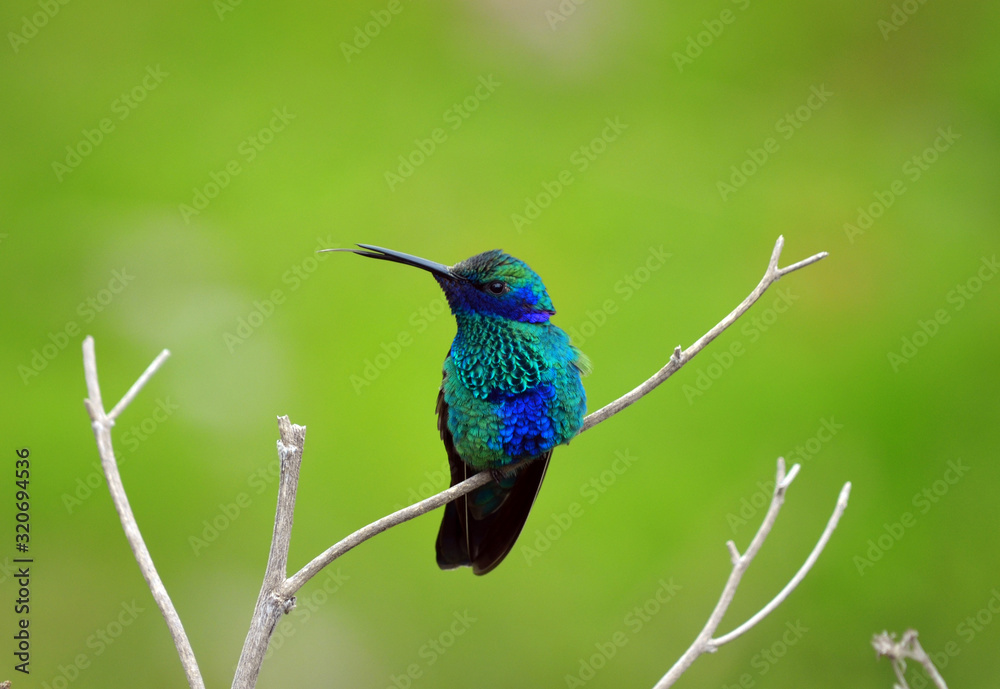 Obraz premium Hummingbird resting on a branch, Cusco-Peru