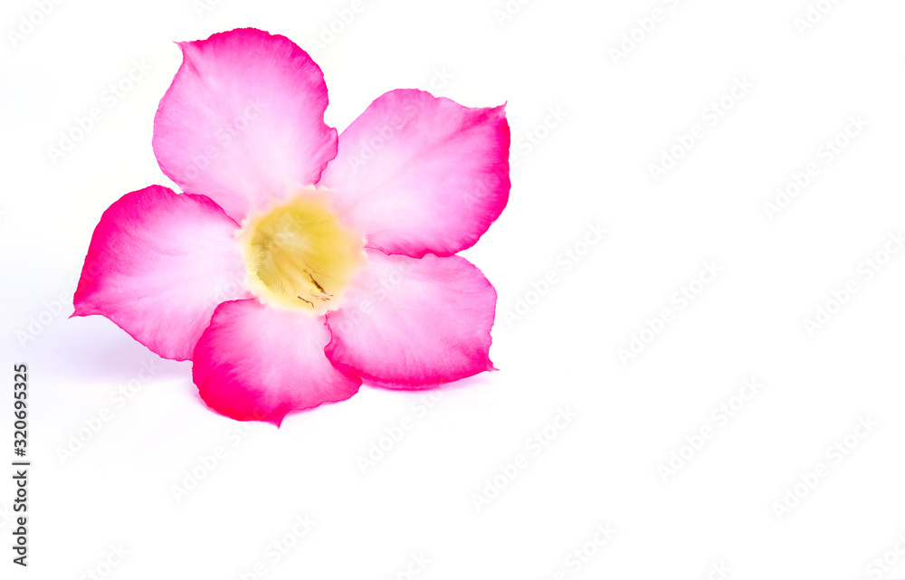 Adenium Flowers on a white background Adenium Flowers on a white background
