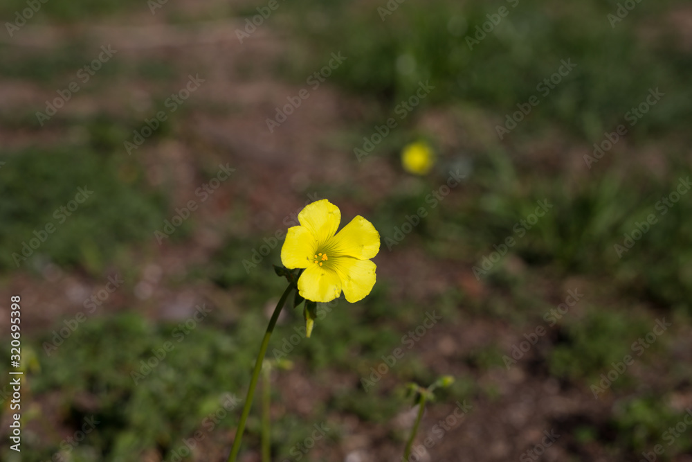 Beautiful spring flowers with colorful bokeh Beautiful spring flowers with colorful bokeh