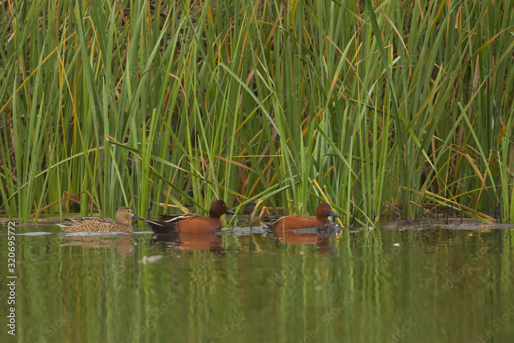 Fototapeta premium Cinnamon teal ducks swimming.
