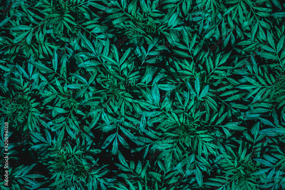 closeup nature view of green leaf in garden, dark wallpaper concept, nature background, tropical leaf closeup nature view of green leaf in garden, dark wallpaper concept, nature background, tropical leaf