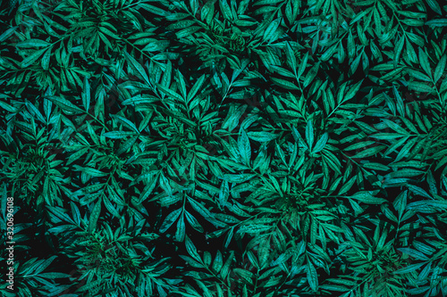 closeup nature view of green leaf in garden, dark wallpaper concept, nature background, tropical leaf