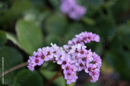 Beautiful spring flowers with colorful bokeh