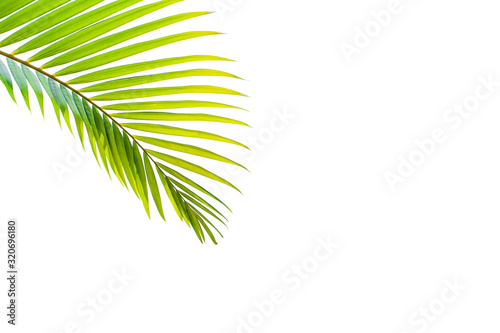 leaves of coconut isolated on white background