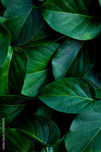 closeup nature view of green leaf in garden, dark wallpaper concept, nature background, tropical leaf