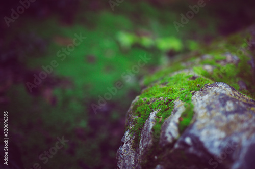 Beautiful green moss on stone with bokeh