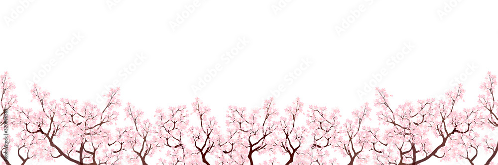 Fototapeta premium 桜 春 花 背景