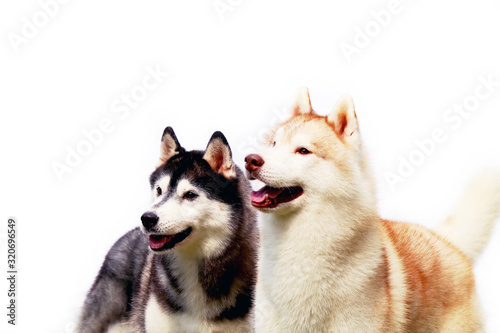 Couple of Siberian Huskies smiling with white background. Two lover of happiness dogs portrait.