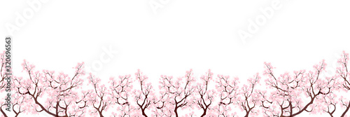 桜　春　花　背景