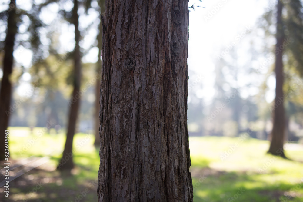 Beautiful tree with colorful bokeh at the Japanese Friendship Garden in San Jose California Beautiful tree with colorful bokeh at the Japanese Friendship Garden in San Jose California