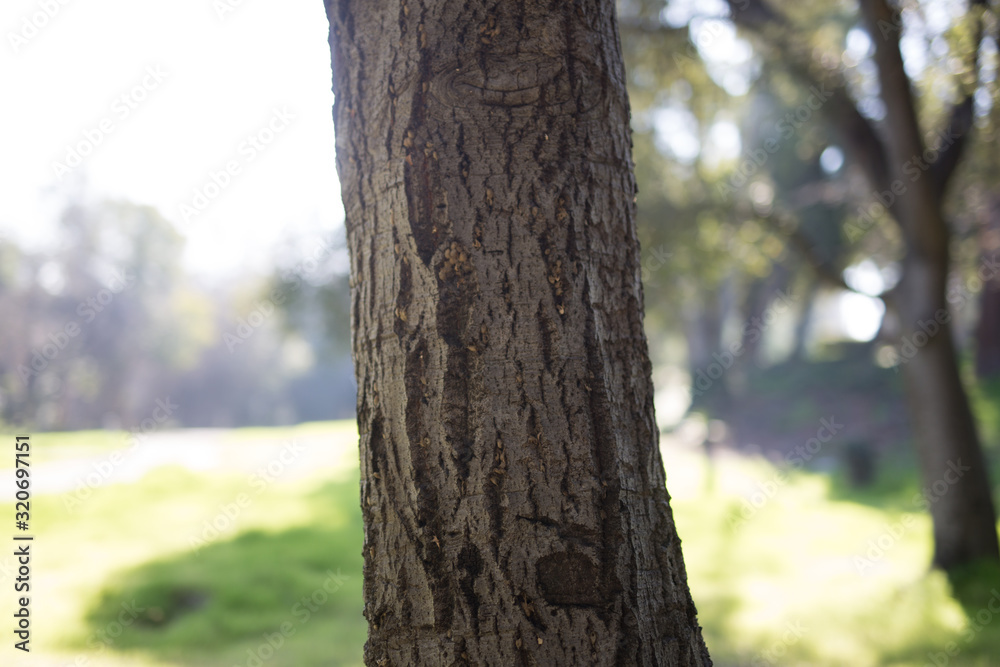 Beautiful tree with colorful bokeh at the Japanese Friendship Garden in San Jose California Beautiful tree with colorful bokeh at the Japanese Friendship Garden in San Jose California