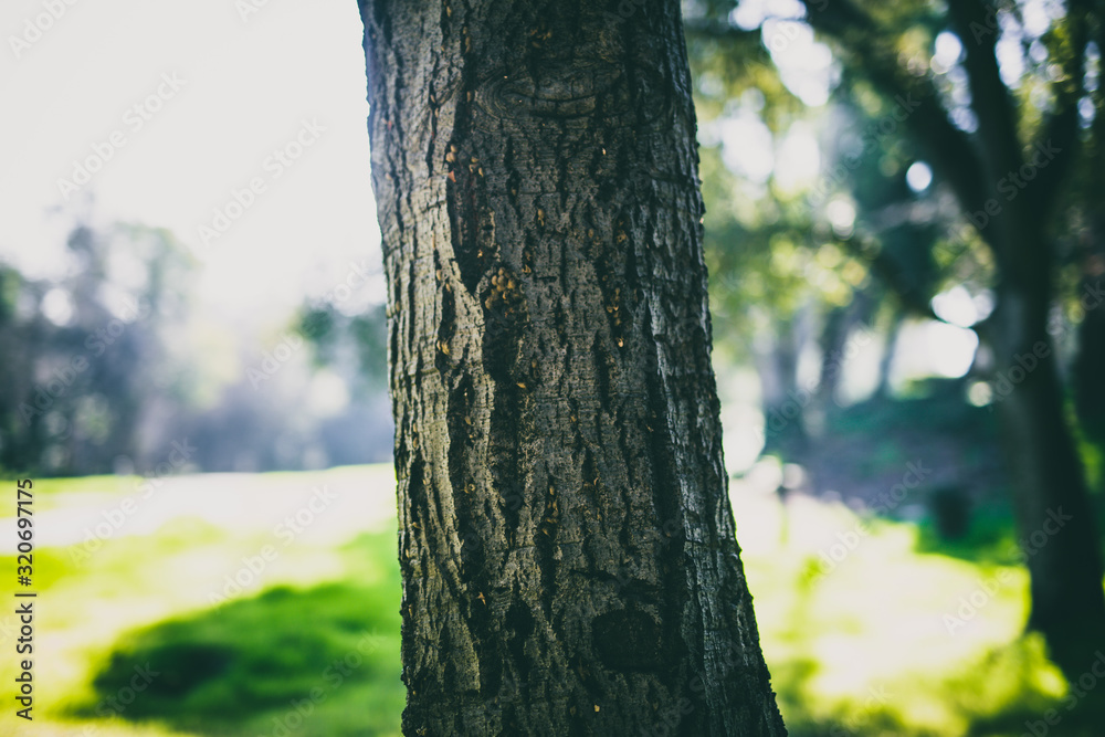 Beautiful tree with colorful bokeh at the Japanese Friendship Garden in San Jose California