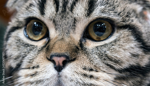 Portrait of a cat in close-up. Pets.