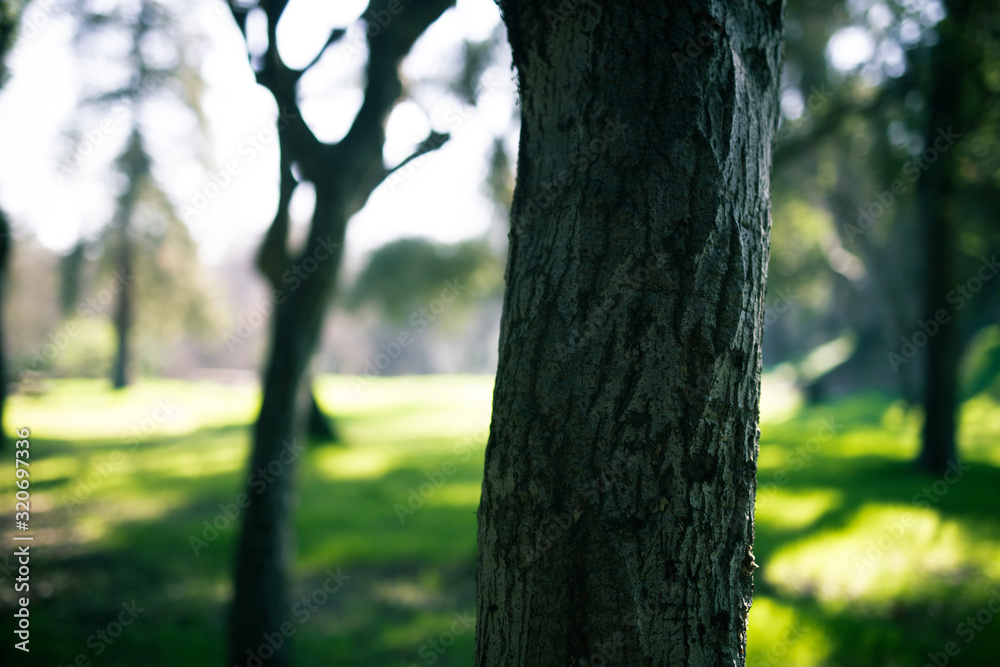 Beautiful tree with colorful bokeh at the Japanese Friendship Garden in San Jose California Beautiful tree with colorful bokeh at the Japanese Friendship Garden in San Jose California