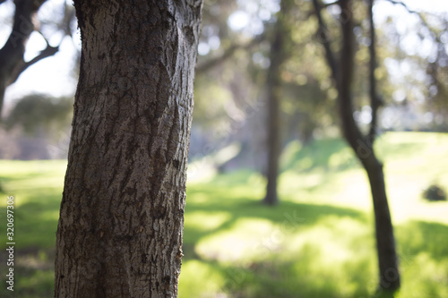 Beautiful tree with colorful bokeh at the Japanese Friendship Garden in San Jose California