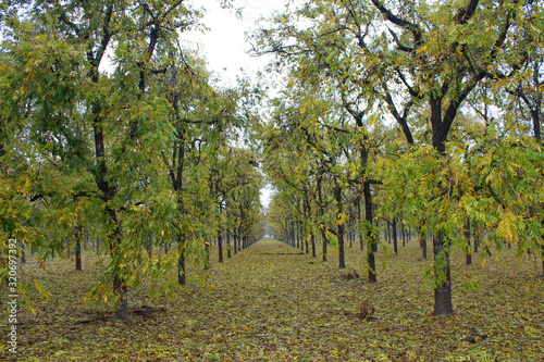 Pecan Orchard in the Fall (CA 07297)