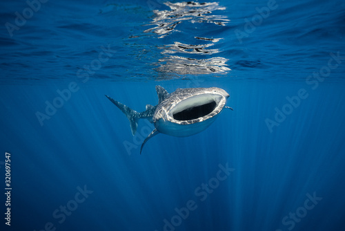 Canvastavla Whale Shark Feeding