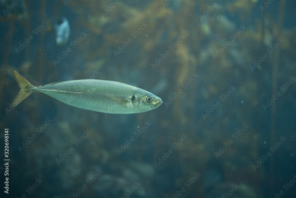 Beautiful swimming fish at Monterrey Bay Aquarium Beautiful swimming fish at Monterrey Bay Aquarium
