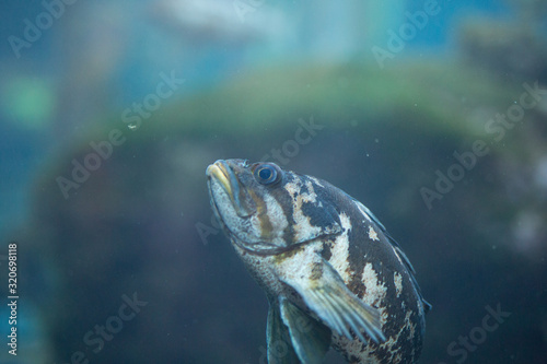 Beautiful swimming fish at Monterrey Bay Aquarium