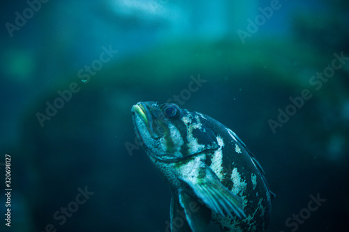 Beautiful swimming fish at Monterrey Bay Aquarium