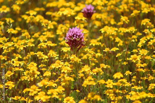 Wildflowers in Carrizo Plain National Monument  CA 07644 