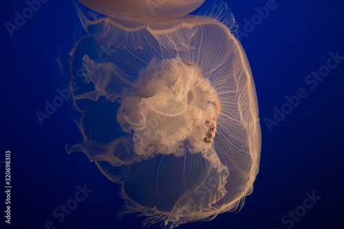 Beautiful Jellyfish drifting at the Monterrey Bay Aquarium  photo