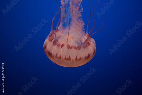 Beautiful Jellyfish drifting at the Monterrey Bay Aquarium  photo