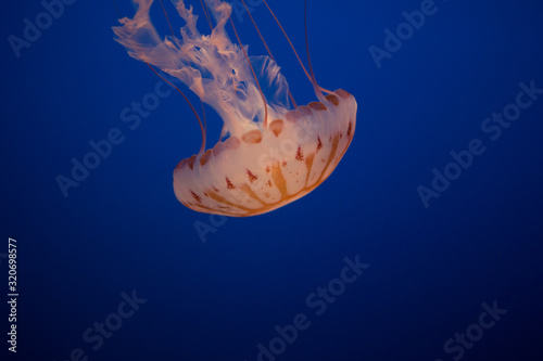 Beautiful Jellyfish drifting at the Monterrey Bay Aquarium 