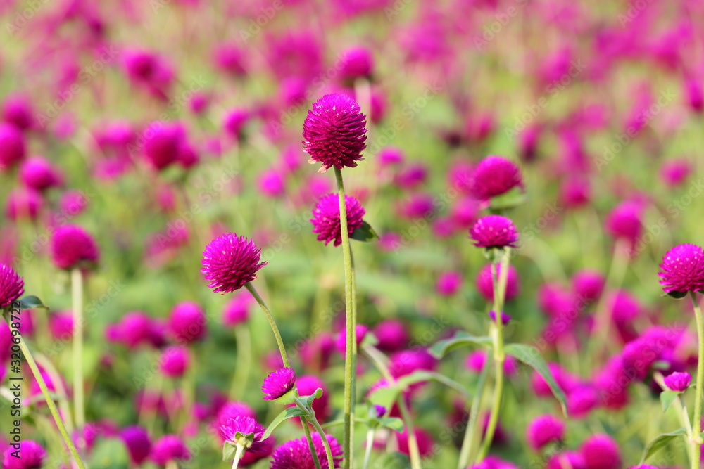 Globe amaranth flower in the garden of King Rama IX park in Thailand Globe amaranth flower in the garden of King Rama IX park in Thailand