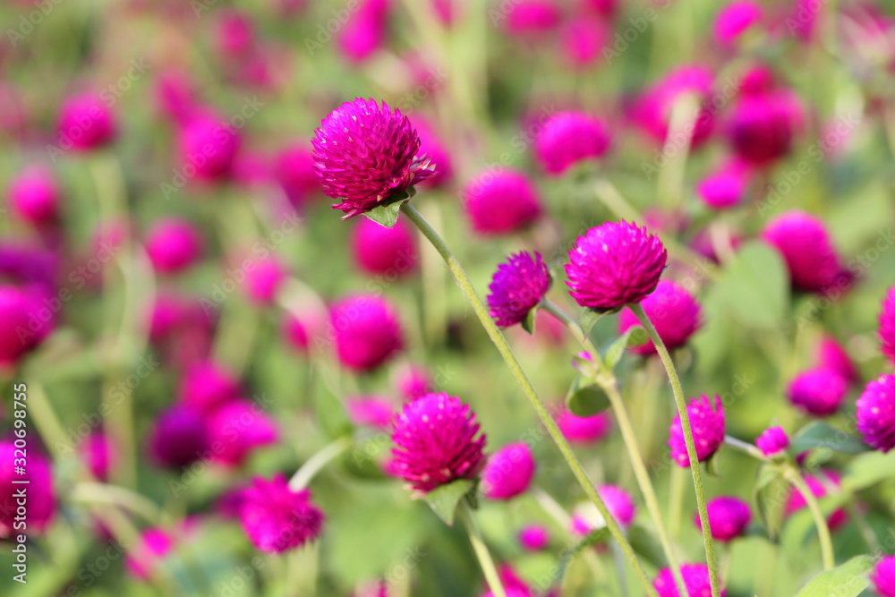 Closeup,Globe amaranth flower in the garden of King Rama IX park in Thailand Closeup,Globe amaranth flower in the garden of King Rama IX park in Thailand