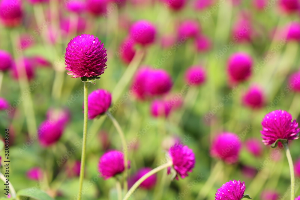 Fototapeta premium Closeup,Globe amaranth flower in the garden of King Rama IX park in Thailand