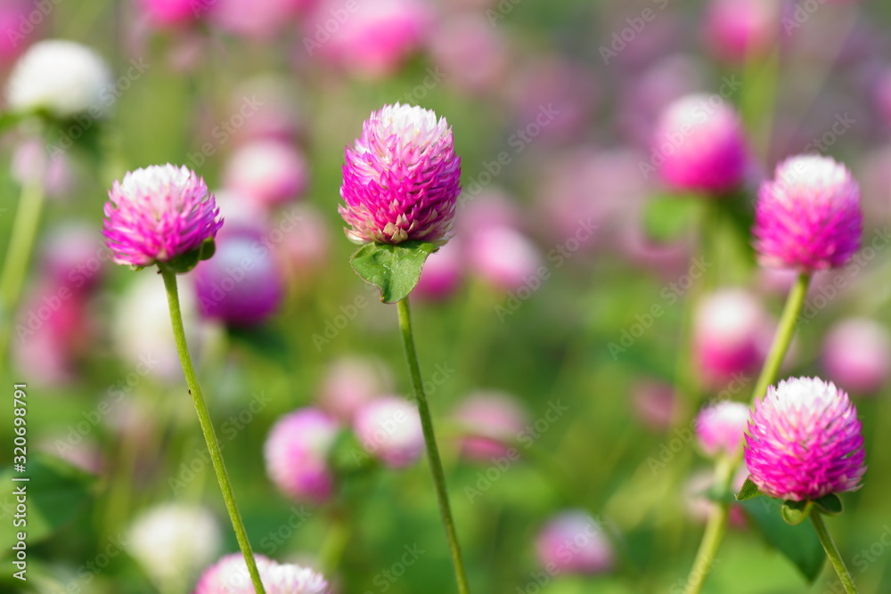 Closeup,Globe amaranth flower in the garden of King Rama IX park in Thailand Closeup,Globe amaranth flower in the garden of King Rama IX park in Thailand