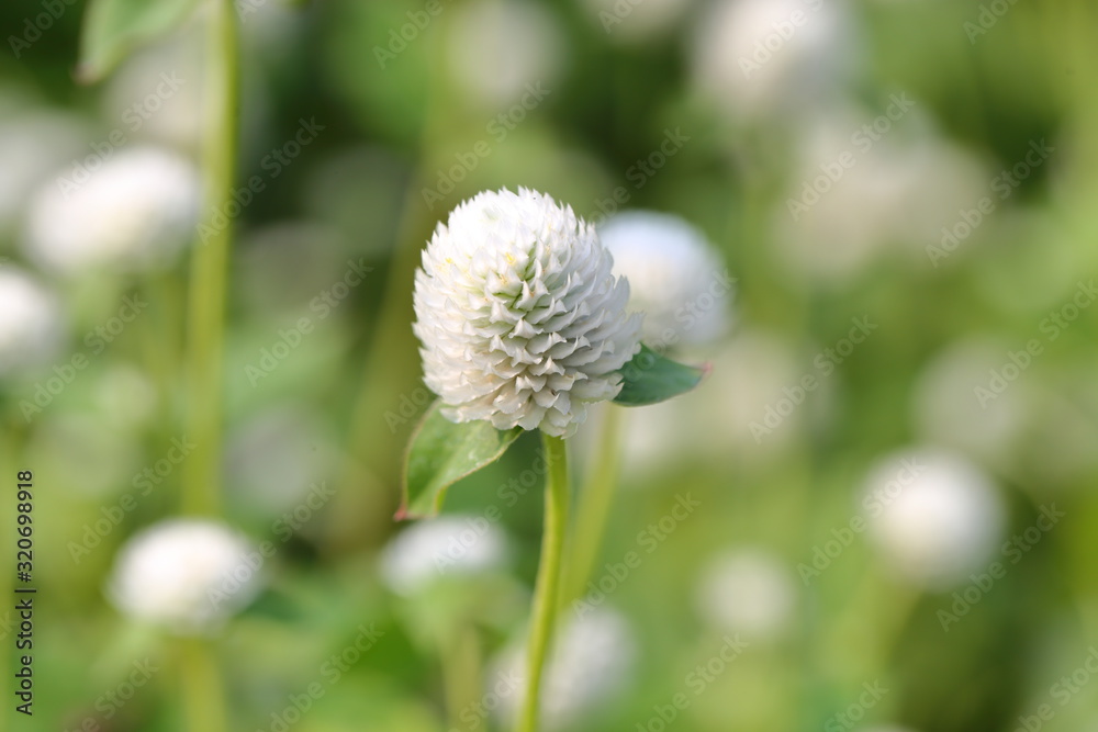 Closeup,Globe amaranth flower in the garden of King Rama IX park in Thailand