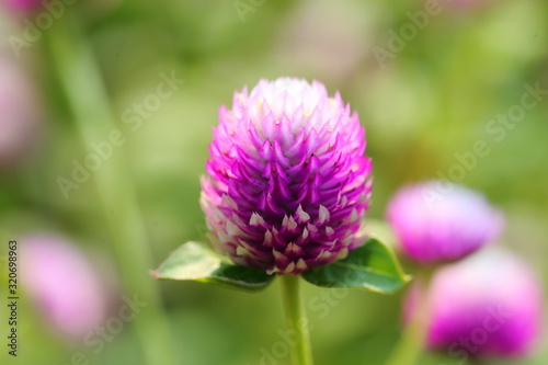 Closeup Globe amaranth flower in the garden of King Rama IX park in Thailand