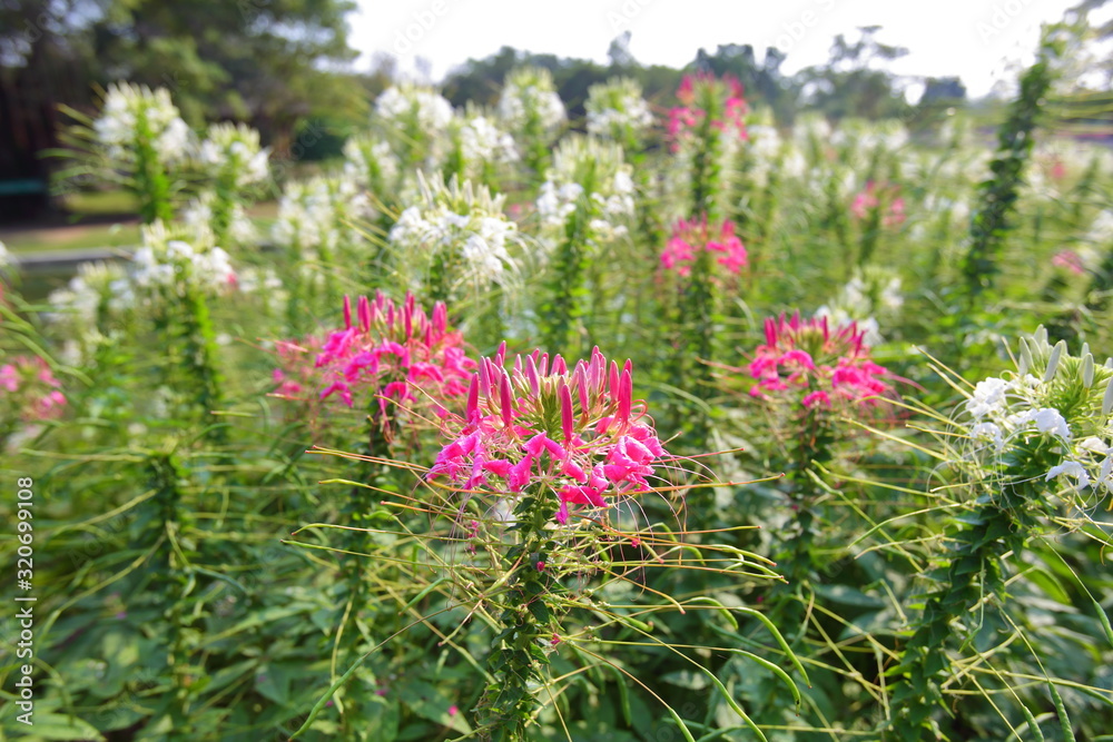 Closeup,Spider flower in the garden of King Rama IX park (Suan Luang Rama IX) in Thailand Closeup,Spider flower in the garden of King Rama IX park (Suan Luang Rama IX) in Thailand