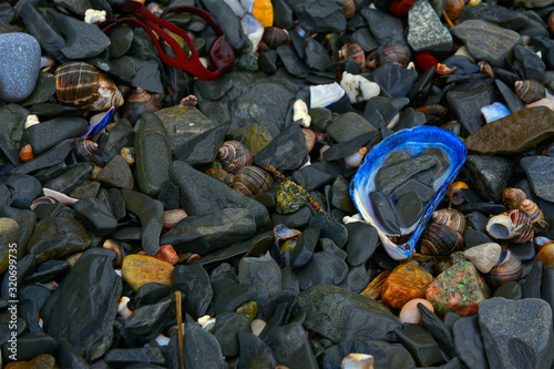 Black slate beach stones and seashells at Rocky Harbour, Gros Morne National Park, Newfoundland, Canada