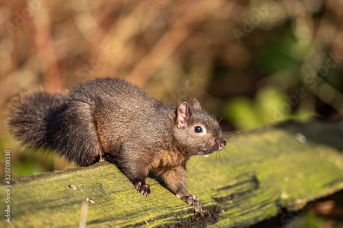 close up of a cute and fat brown squirrel resting on the mosses covered wooden fence in the park under the sun staring at you