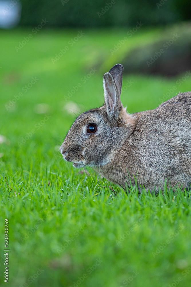 a cute grey rabbit laying on green grass field enjoying its meal a cute grey rabbit laying on green grass field enjoying its meal