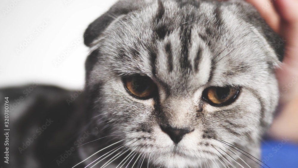 proprietress strokes cat's back. happy cat lies and looks into the camera lens. close-up. beautiful british scottish fold cat. pet rests in the room. beautiful tabby cat.