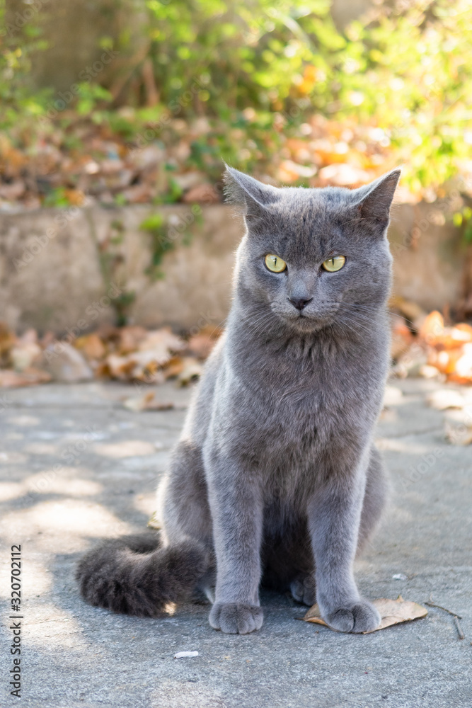 Portrait of cute gray cat sitting under the tree Portrait of cute gray cat sitting under the tree