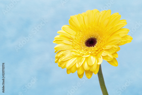 Natural flowery background with beautiful yellow gerbera flower close up. Gentle petals on blue backdrop with copy space. Banner for websate about nature or environment picture.