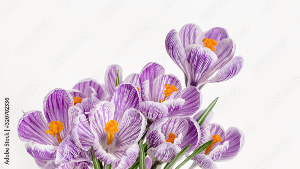 Spring delicate flowers violet colored, close up petals. Natural flowery background with copy space. Spring delicate flowers violet colored, close up petals. Natural flowery background with copy space.