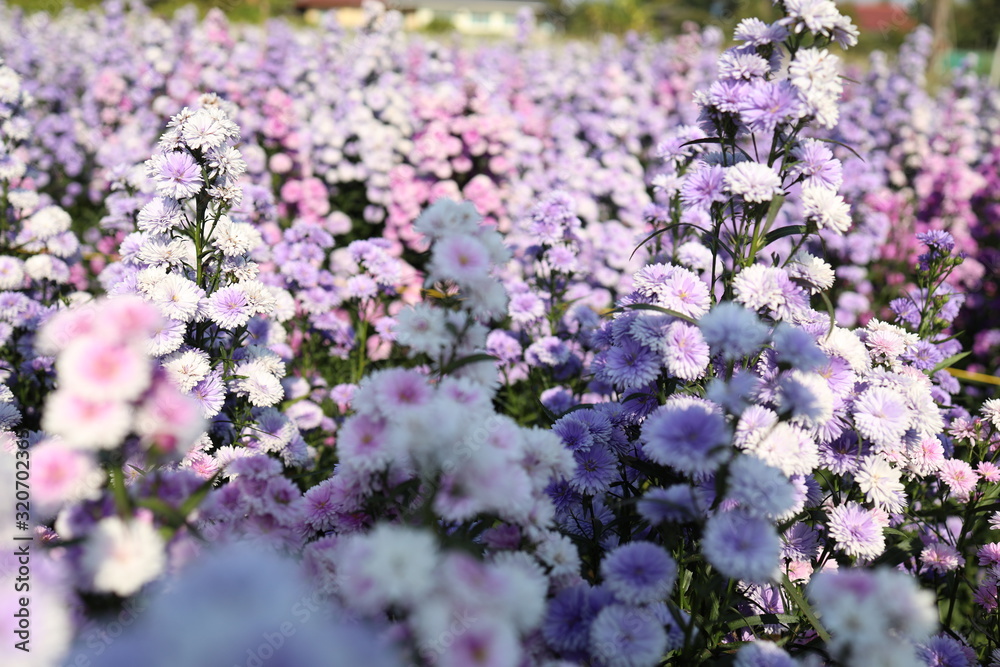 Purple violet flower field in countryside with fresh air will release from stress. Flower natural wallpaper