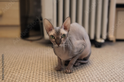 a bald grey cat of the Sphinx breed has frozen and is warming up near a white heater in the apartment