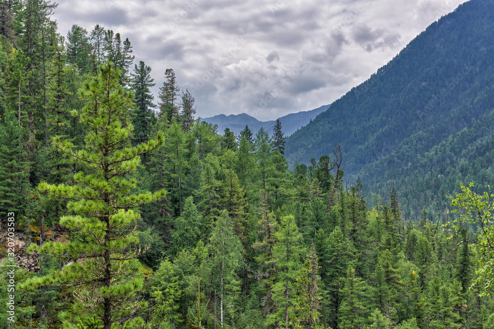 Siberian mountain taiga. Dense dark coniferous forest Siberian mountain taiga. Dense dark coniferous forest